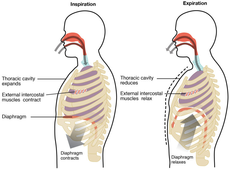 The Diaphragm and Proper Breathing The Fountain Acupuncture in Cary