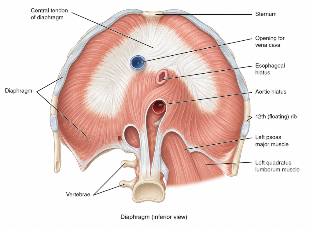 medical illustration of diaphragm