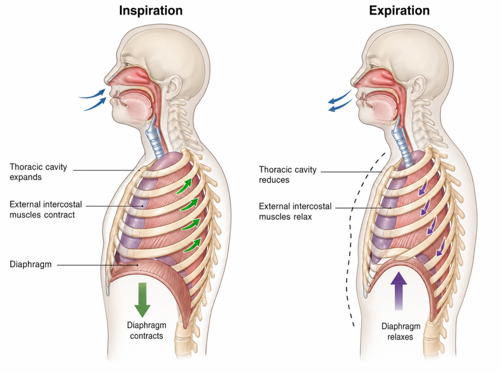 medical diagram of inhalation and exhalation
